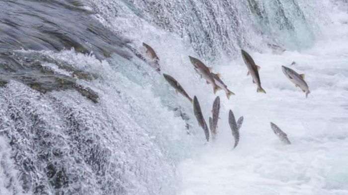 Salmon making their way upstream.