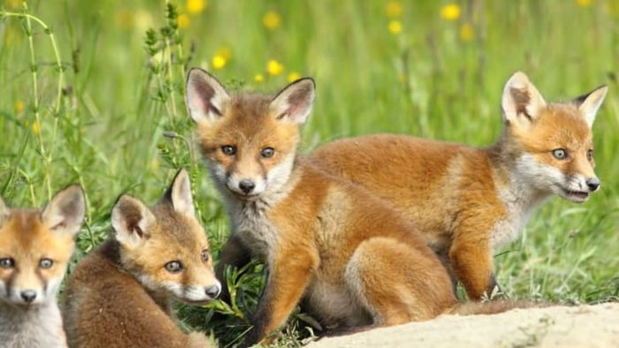 Four small red foxes playing in a grassy meadow.