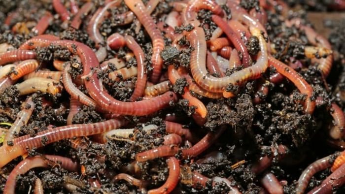 A heap of worms in the soil.