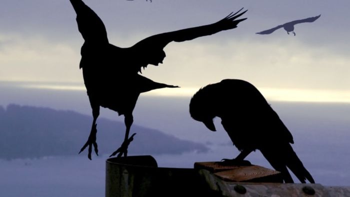 The dark outlines of crows against the night sky.