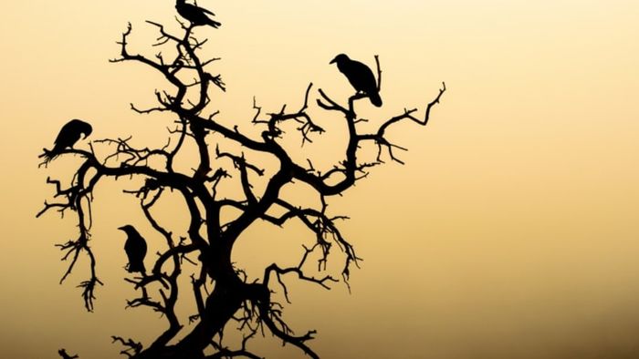 Silhouettes of ravens perched in a tree.