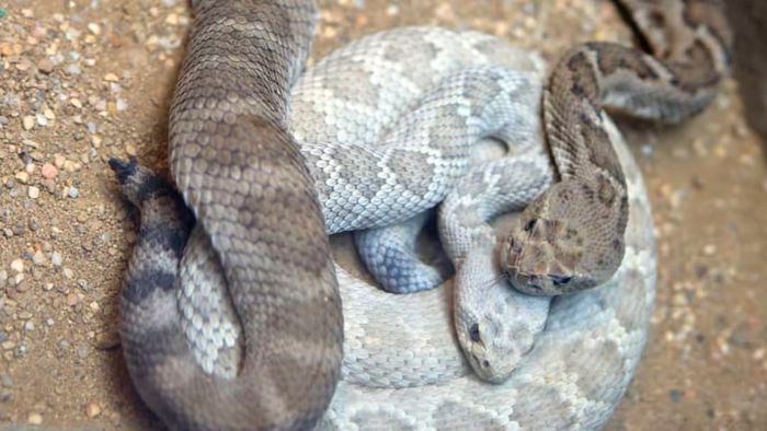 A pair of rattlesnakes.