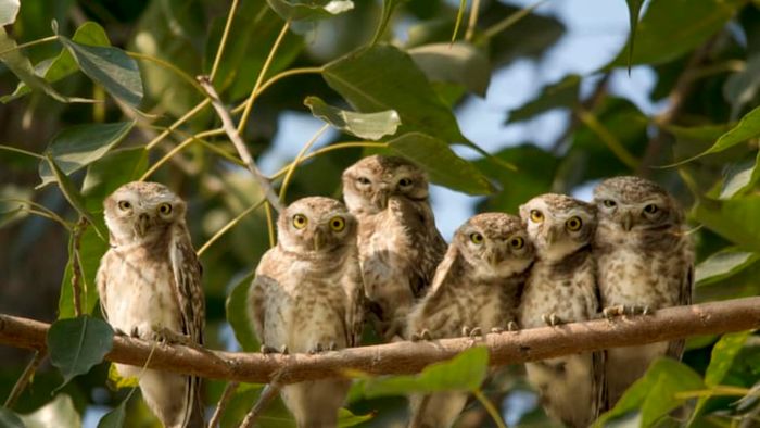 A gathering of owls perched on a branch.