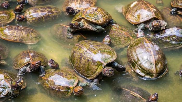 A gathering of turtles in the water.