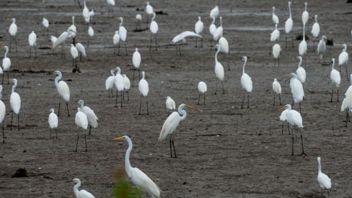Herons gathered in a field.