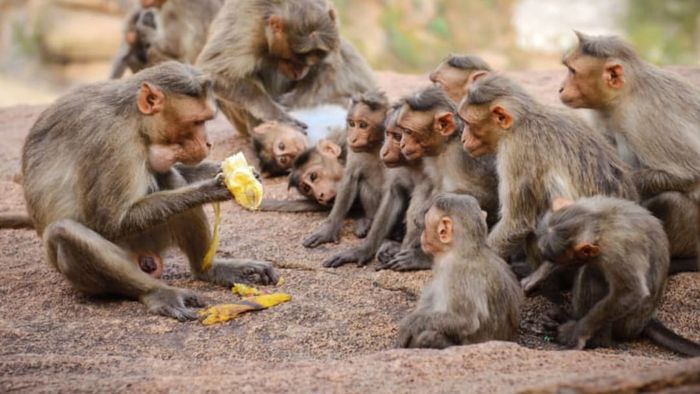 A group of monkeys huddled around a banana.