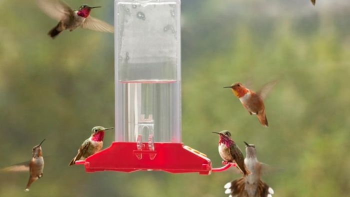 Hummingbirds darting around a feeder.