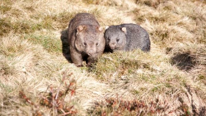 A pair of wombats in a field.