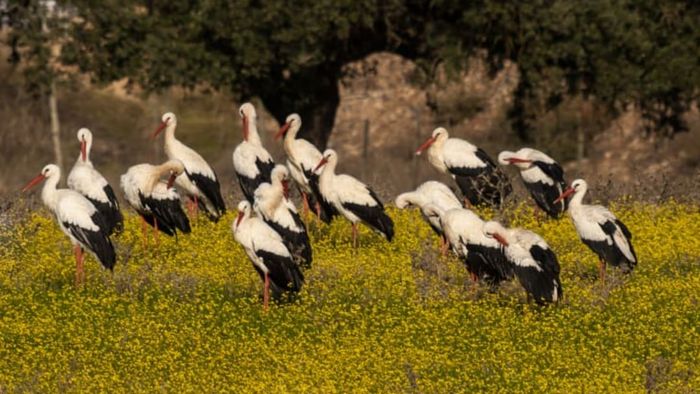 A gathering of storks in a field of flowers.