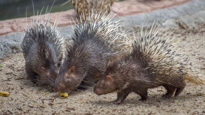 Porcupines munching on food.