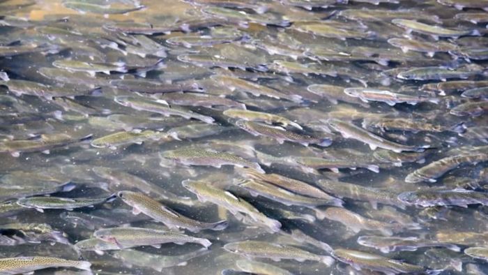 Trout swimming in the water.