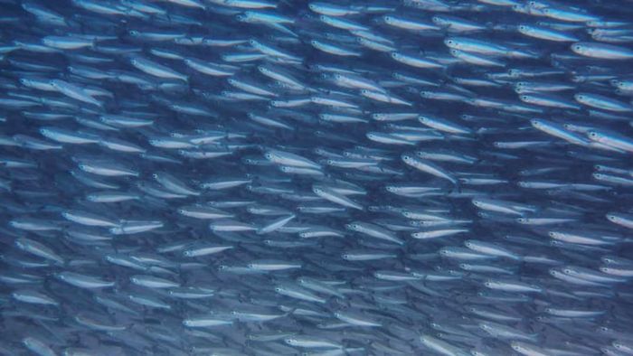 Sardines swimming together in a massive group.