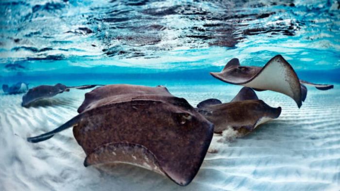 Stingrays gliding beneath the water.
