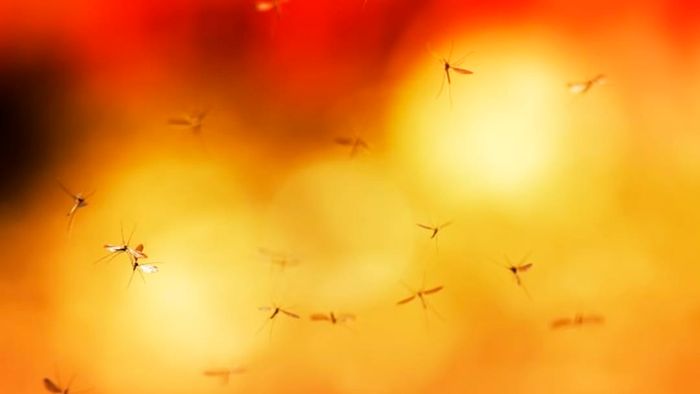Mosquitoes swarming around a yellow light.