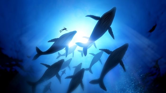 A pod of whales gliding through the ocean.