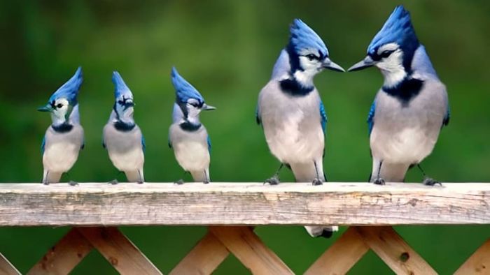 Jays perched on a ledge.