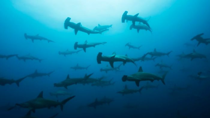 A group of hammerhead sharks swimming in the ocean.