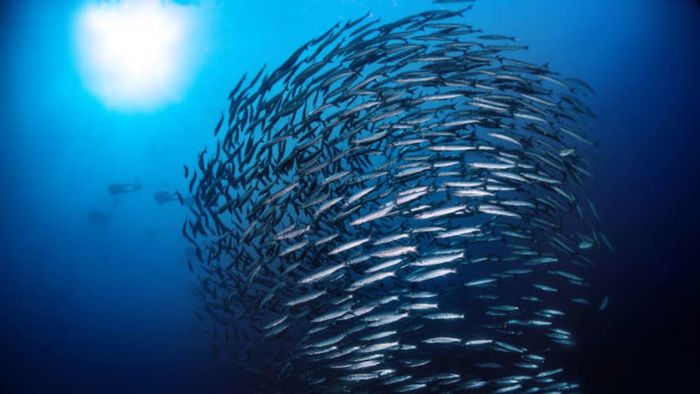 A group of barracudas swimming together.