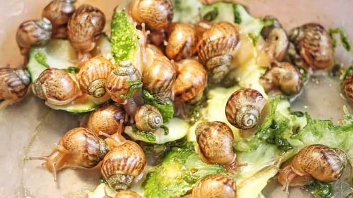 A cluster of snails.
