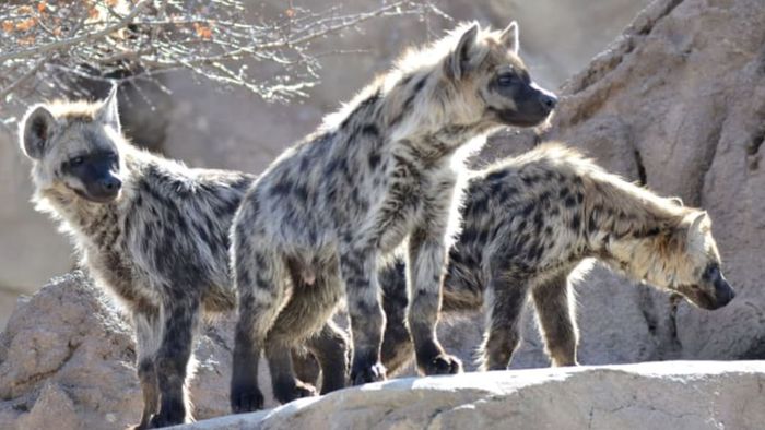 Hyenas gathered together on a rocky surface.