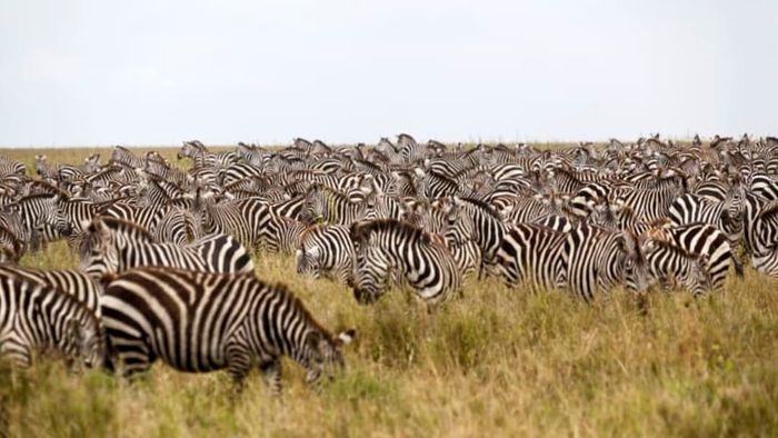 A group of zebras peacefully feeding in an open grassland.