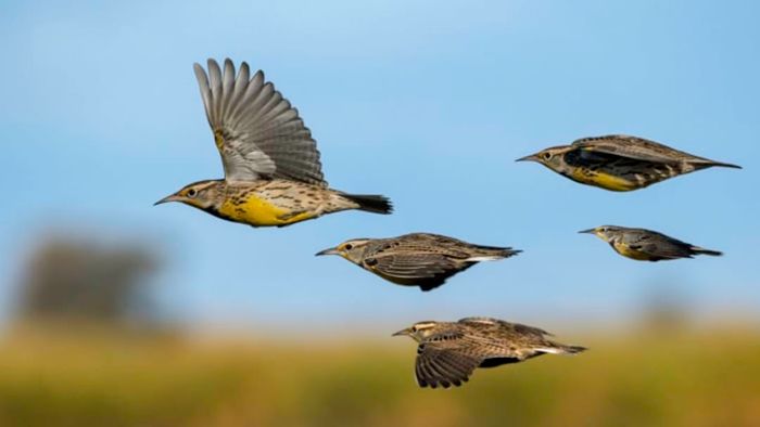 Larks soaring across a field.