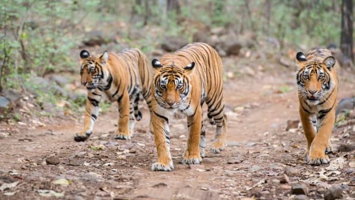 Three Bengal tigers strolling along a trail.
