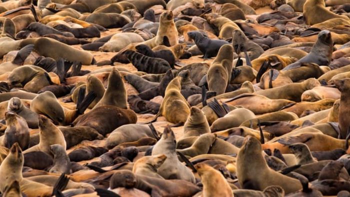 A sizable gathering of seals.