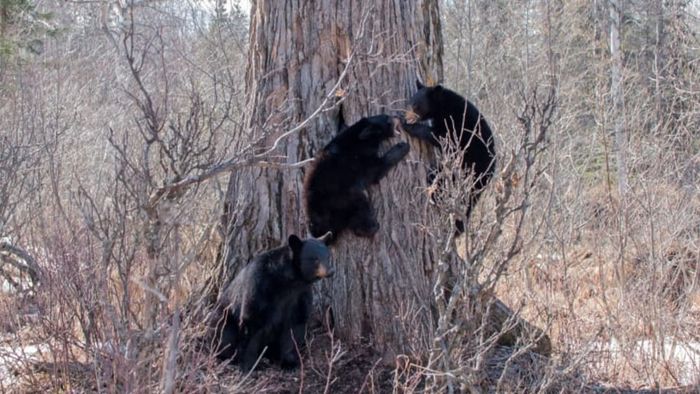 Four bears scaling a tree.