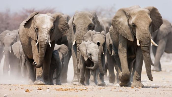 A group of elephants, including a few calves, walking together.