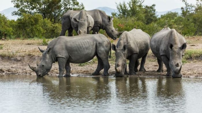 Rhinoceroses gathered to drink water.