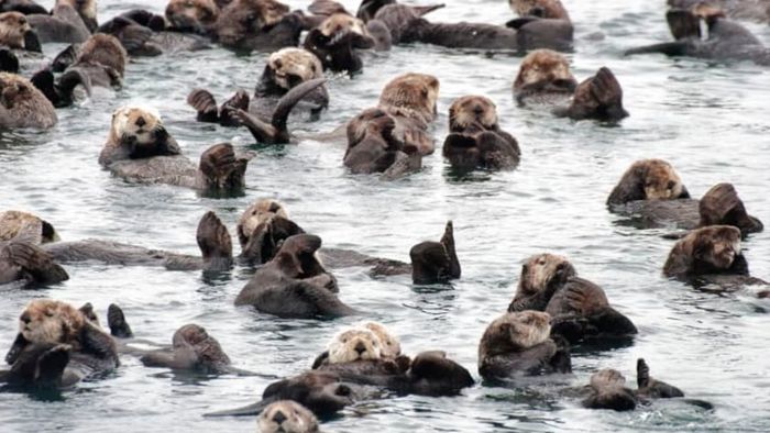 A sizable group of otters floating together in the water.