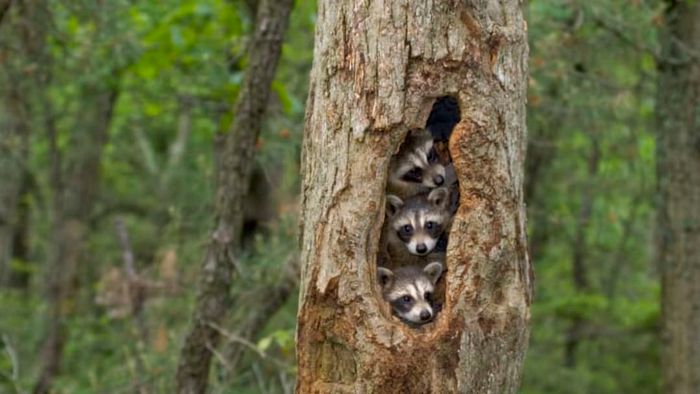 Three raccoons nestled in a tree hollow.