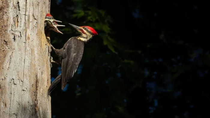 Three woodpeckers perched in a tree.