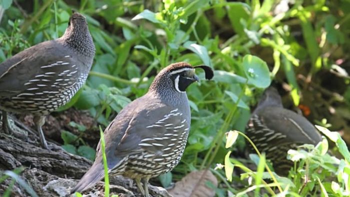 Quail nestled in the grass.