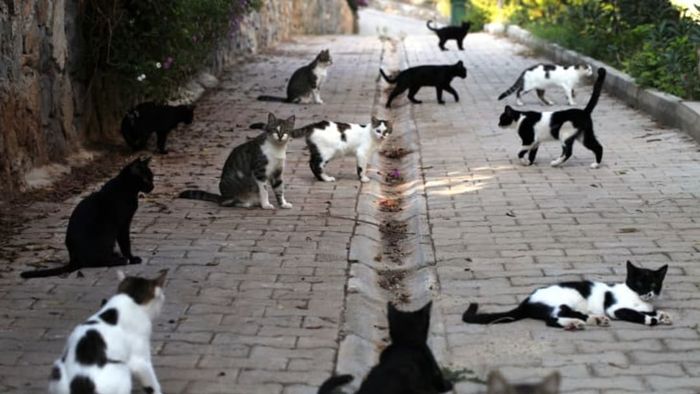 Black and white cats lounging along a street.