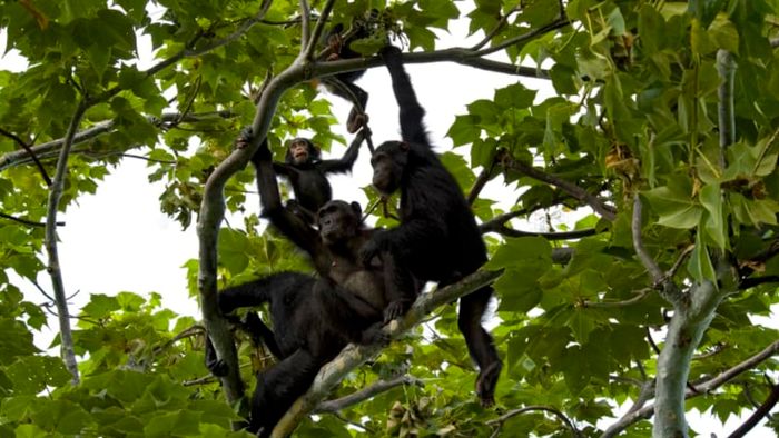 A cluster of chimpanzees in a tree.