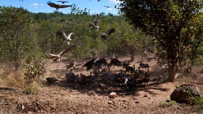 Buzzards and vultures gathering around a carcass.
