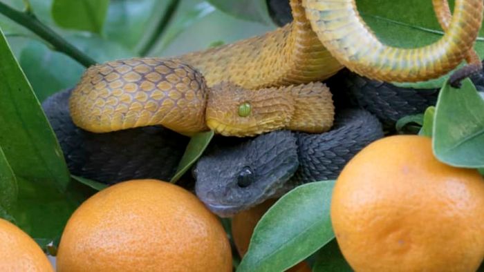 Two vipers concealed among the leaves.