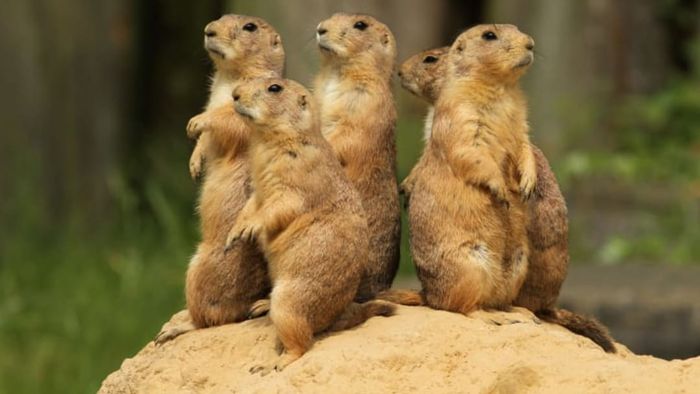 Prairie dogs standing together on a mound.