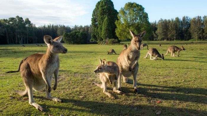 Kangaroos grazing in a field.