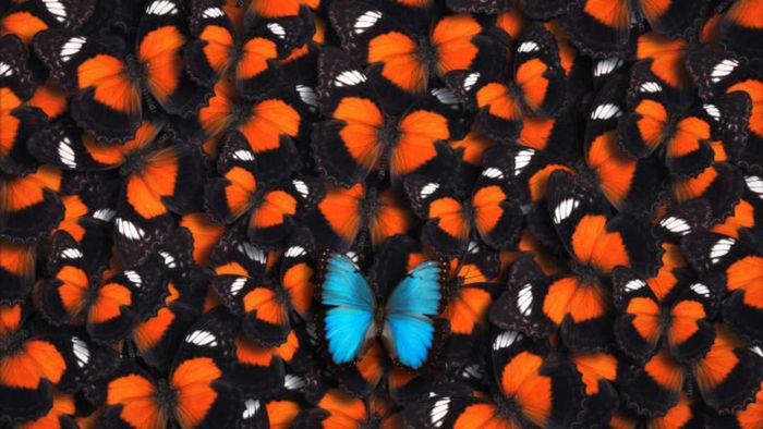 A single blue butterfly surrounded by numerous orange butterflies.