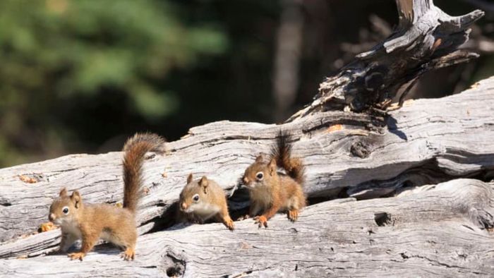A row of squirrels perched on a log.