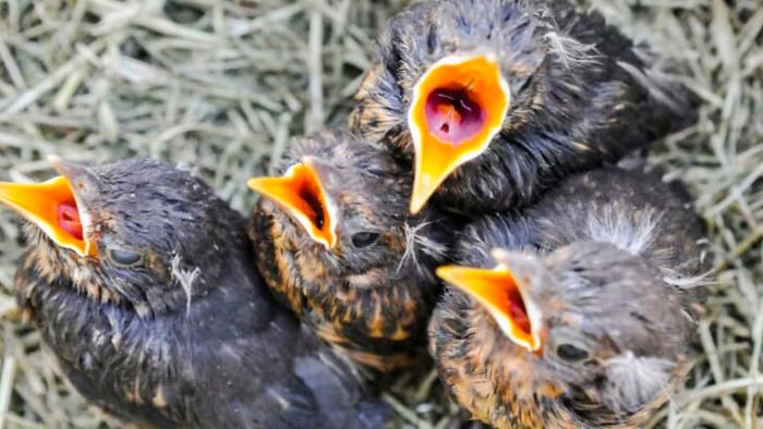 Thrush birds nestled in a nest.