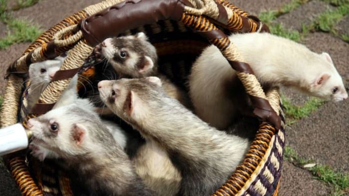 A basket filled with ferrets.