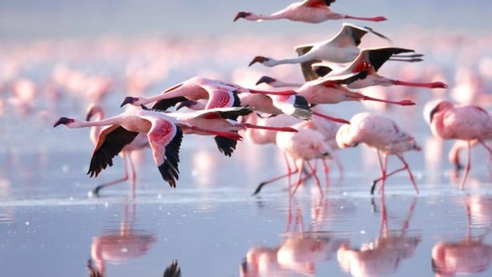 Flamingos flying and wading in the water.