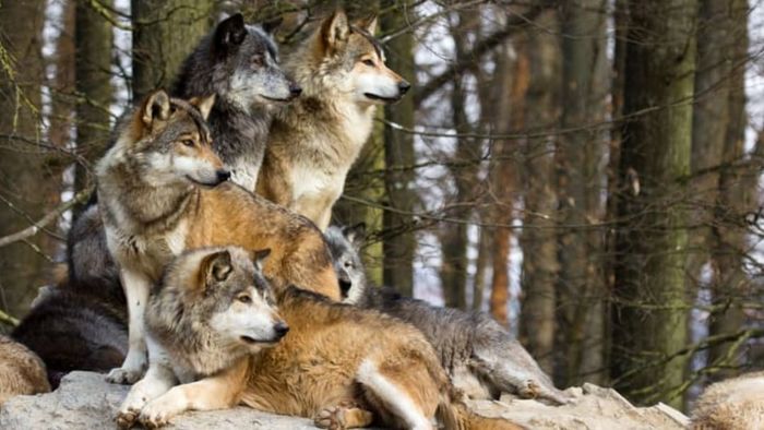 A sizable pack of wolves.