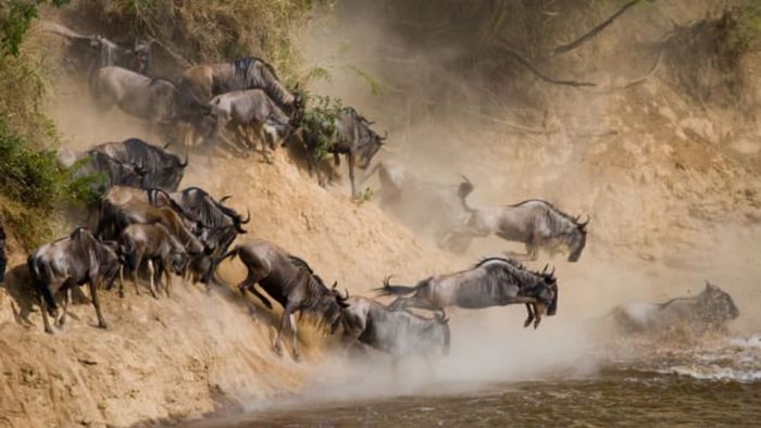 Gnus and wildebeests leaping into the water.