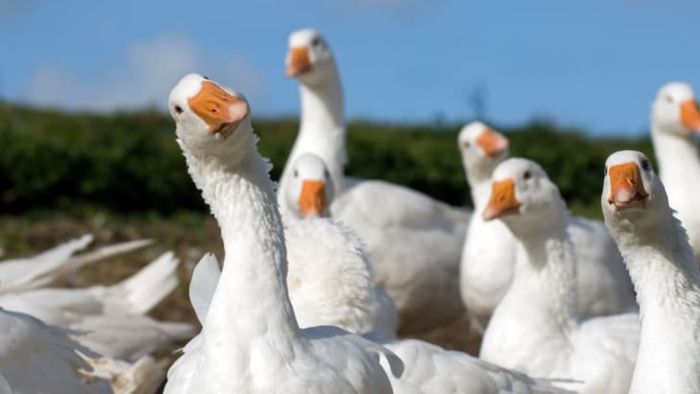 Geese staring at the camera.