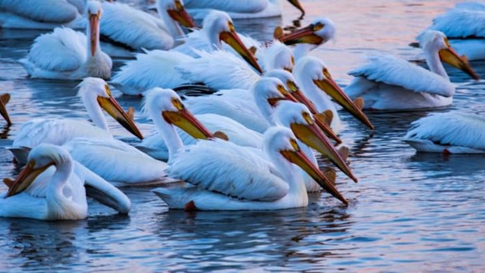 Pelicans floating on the water.